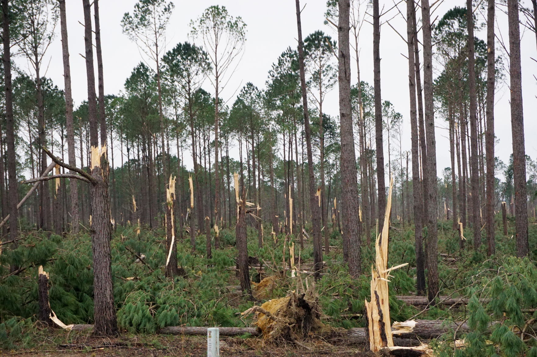Tornado damage in Beauregard